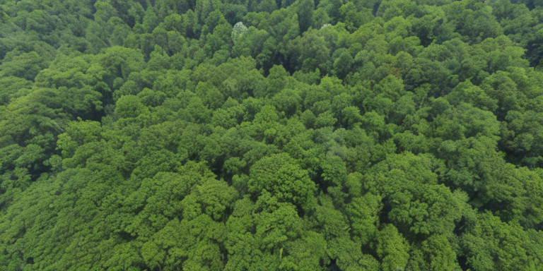 Forests in Flames: How Climate Change is Disrupting the World's Ecosystems